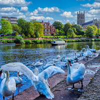 Buy canvas prints of Graceful Swans Glide by Worcester Cathedral by Roger Mechan