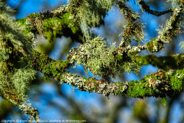 Nature's Mysterious Lichen Picture Board by Roger Mechan