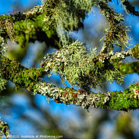 Buy canvas prints of Nature's Mysterious Lichen by Roger Mechan