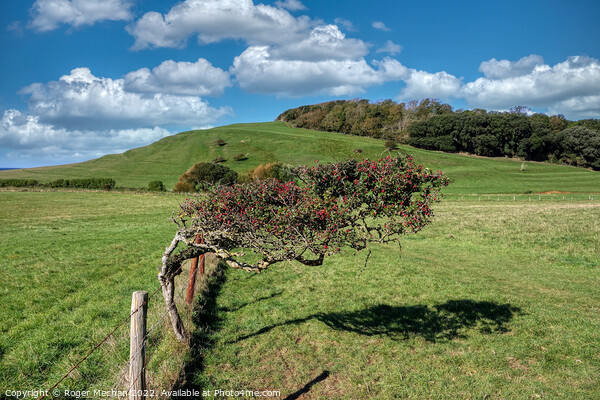 Bending Hawthorn on Windy Coastal Path Picture Board by Roger Mechan