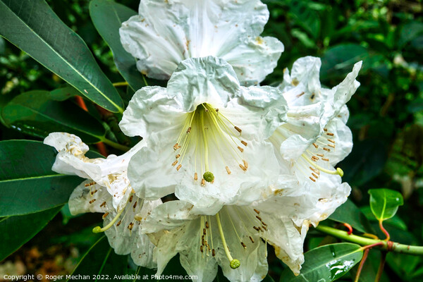 Serenity of a White Rhododendron Picture Board by Roger Mechan