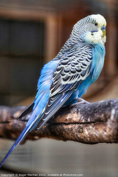 Vibrant Blue Budgerigar on Wooden Branch Picture Board by Roger Mechan