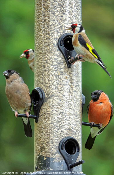 A Bird Feeder's Delight Picture Board by Roger Mechan