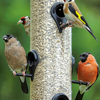 Buy canvas prints of A Bird Feeder's Delight by Roger Mechan