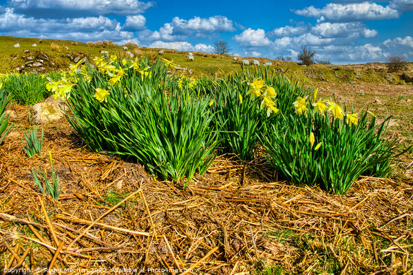 Daffodils Dancing in Dartmoor Delight Picture Board by Roger Mechan