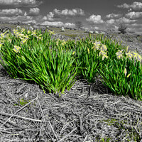 Buy canvas prints of Serene Monochrome Daffodils by Roger Mechan