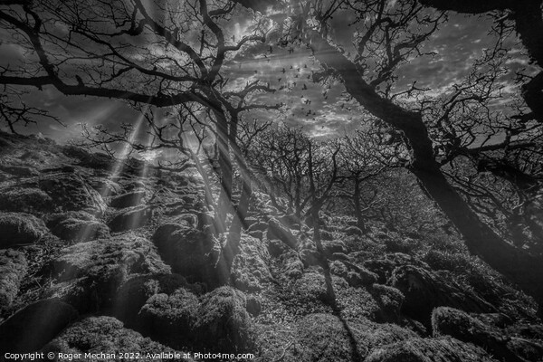 Dartmoor in black and white. Mystical woodland at  Picture Board by Roger Mechan