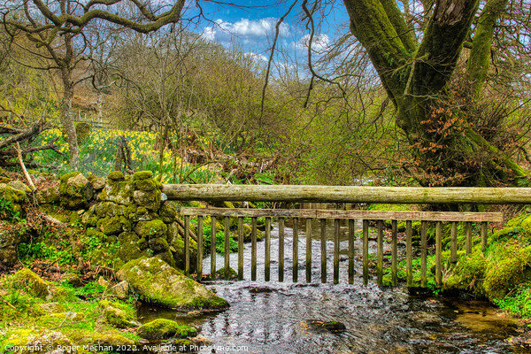 Dartmoor stream and Easter Daffodils   Picture Board by Roger Mechan