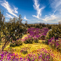 Buy canvas prints of Lavender Fields in the Spanish Hinterland by Roger Mechan