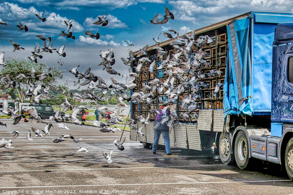 The Great Pigeon Migration Picture Board by Roger Mechan
