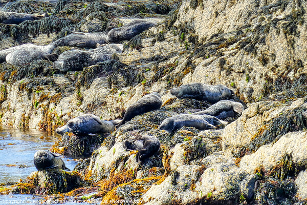 Seals Enjoying the Isle of Man's Rocky Shoreline Picture Board by Roger Mechan