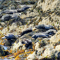 Buy canvas prints of Seals Enjoying the Isle of Man's Rocky Shoreline by Roger Mechan