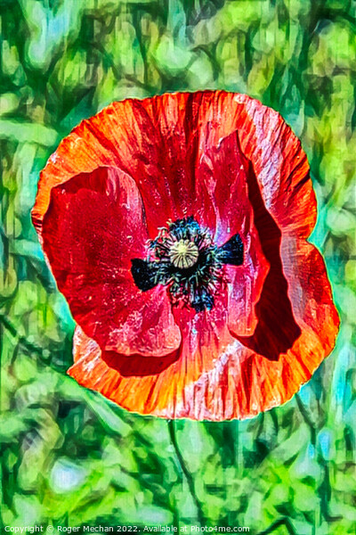 Vivid Red Poppy Picture Board by Roger Mechan