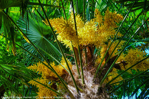 Intense Yellow Flowers of the European Fan-Palm Picture Board by Roger Mechan