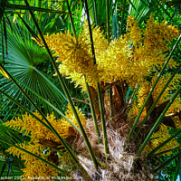 Buy canvas prints of Intense Yellow Flowers of the European Fan-Palm by Roger Mechan