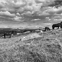 Buy canvas prints of Graceful Dartmoor Ponies Grazing by Roger Mechan