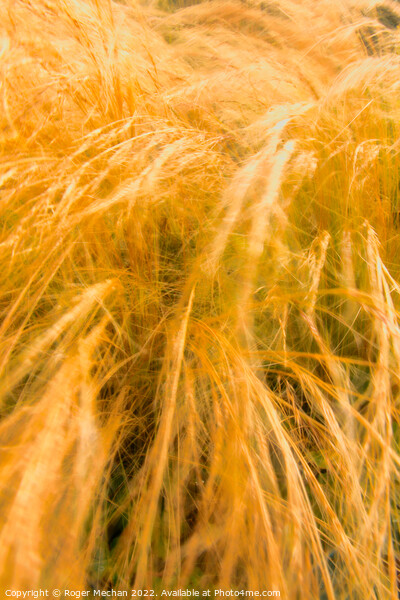 Whispering Grasses in the Wind Picture Board by Roger Mechan