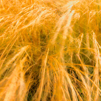 Buy canvas prints of Whispering Grasses in the Wind by Roger Mechan