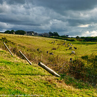 Buy canvas prints of Serene Countryside Cowscape by Roger Mechan