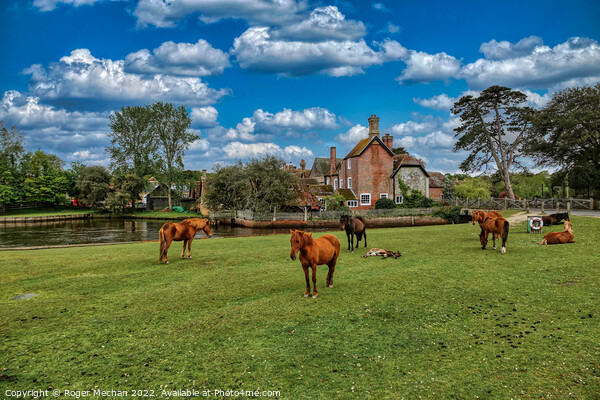 Serene Ponies on Beaulieu Common Picture Board by Roger Mechan