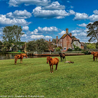 Buy canvas prints of Serene Ponies on Beaulieu Common by Roger Mechan