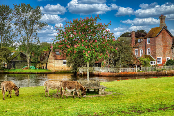 Serene Donkeys in Beaulieu Village Picture Board by Roger Mechan