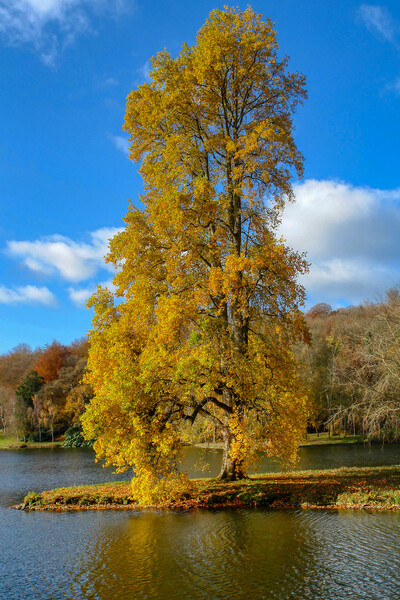 Maple Tree in Golden Autumn Splendor Picture Board by Roger Mechan