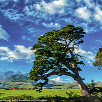 Buy canvas prints of Windswept Pine on Isle of Man by Roger Mechan