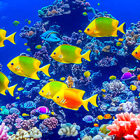 Buy canvas prints of A Vibrant Coral Reef Ecosystem by Roger Mechan