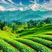 Buy canvas prints of Misty Green Tea Fields by Roger Mechan