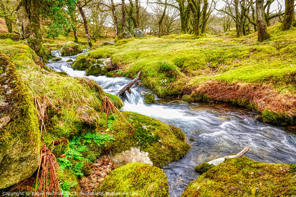 Mossy Waterfalls of River Meavy Picture Board by Roger Mechan