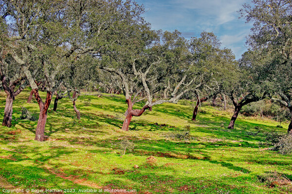 Harvesting Cork Trees in Portugal Picture Board by Roger Mechan