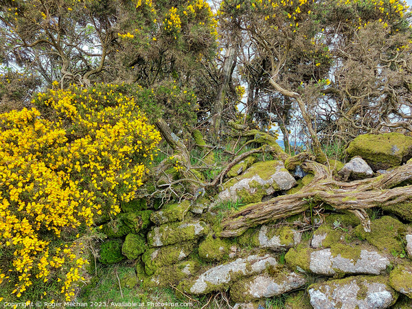 Enchanting Gorse Blooms on Dartmoor Picture Board by Roger Mechan