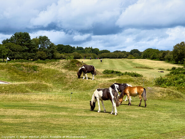 Dartmoor ponies on the golf course Picture Board by Roger Mechan