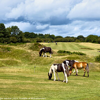 Buy canvas prints of Dartmoor ponies on the golf course by Roger Mechan