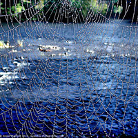 Buy canvas prints of Dew covered spider's web by Roger Mechan