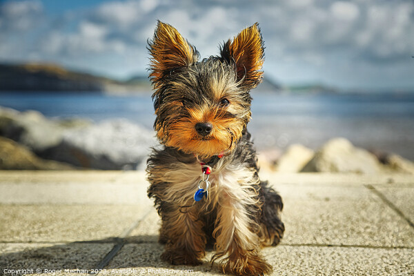 A close up of a Yorkshire Terrier puppy Picture Board by Roger Mechan