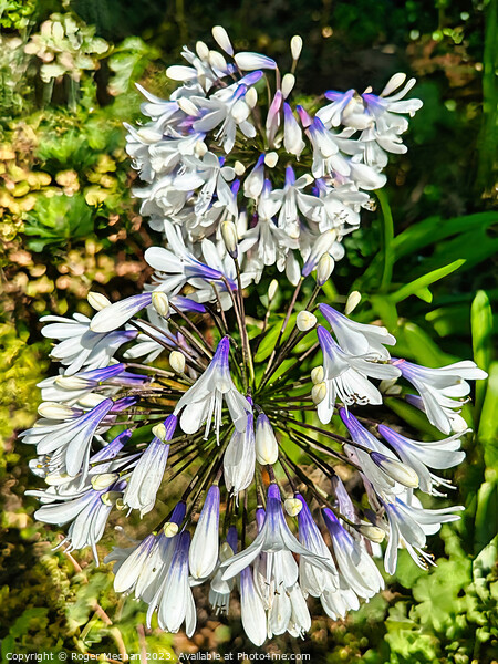 Agapanthus flower Picture Board by Roger Mechan