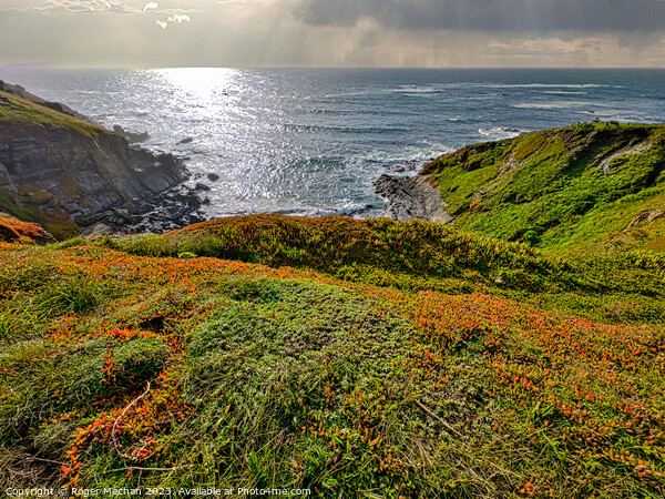 Cliffs and Cove the Lizard peninsula Cornwall  Picture Board by Roger Mechan
