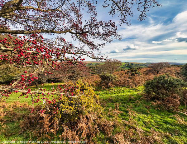 Autumn colours on Dartmoor Picture Board by Roger Mechan