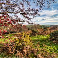 Buy canvas prints of Autumn colours on Dartmoor by Roger Mechan