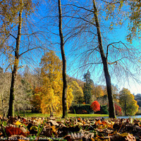 Buy canvas prints of Carpet of autumn leaves under a blue sky by Roger Mechan