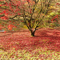 Buy canvas prints of Autumn's red carpet by Roger Mechan