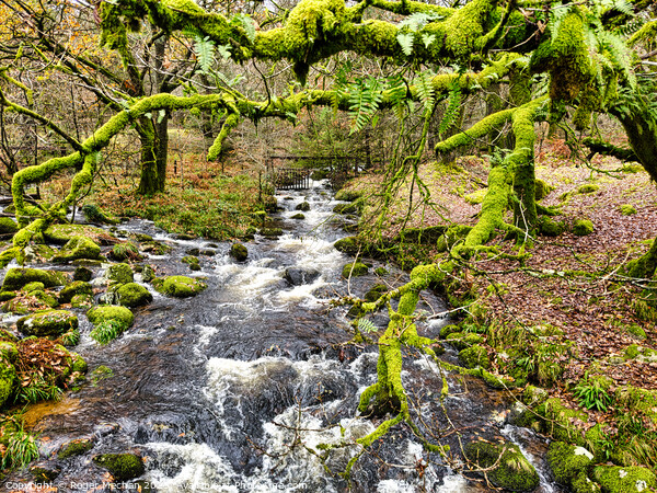 Dartmoor river and moss covered trees Picture Board by Roger Mechan