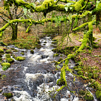 Buy canvas prints of Dartmoor river and moss covered trees by Roger Mechan