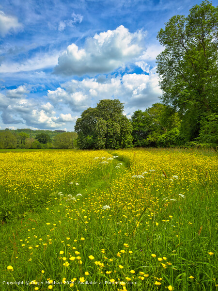 A green path through the English countryside Picture Board by Roger Mechan
