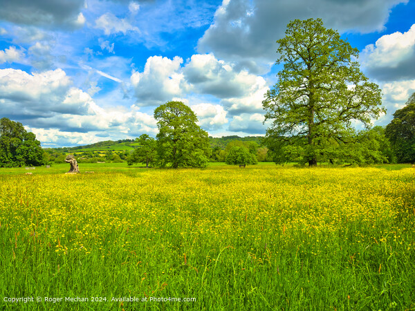 Celandines, majestic oaks and fluffy clouds Picture Board by Roger Mechan