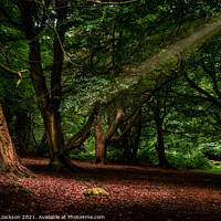 Buy canvas prints of Light through the Canopy by Damian Jackson