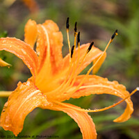 Buy canvas prints of Orange daylily after rain by Adelaide Lin