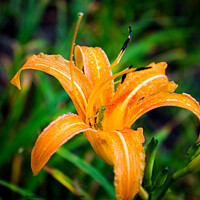 Buy canvas prints of Grasshopper hides inside the orange daylily while raining by Adelaide Lin